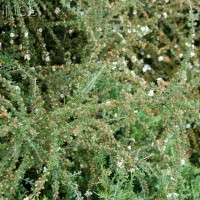 Cotoneaster